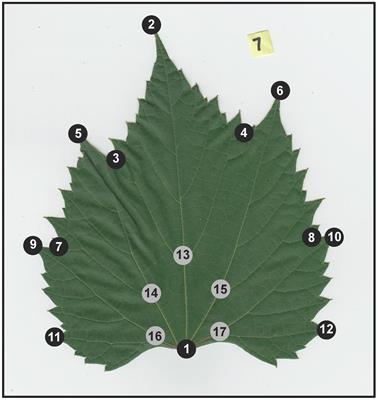 Digital Morphometrics of Two North American Grapevines (Vitis: Vitaceae) Quantifies Leaf Variation between Species, within Species, and among Individuals
